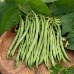 Légumes Secs - Haricot Nain Vert Argus - face recto